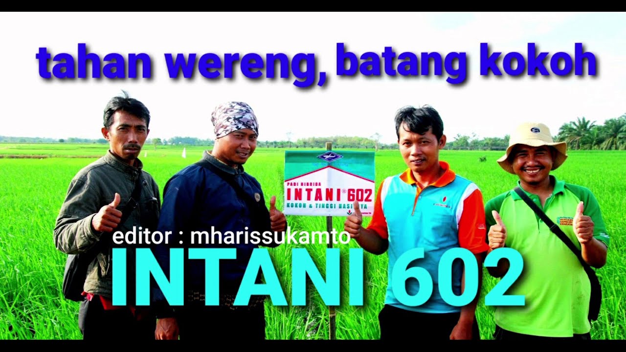 Padi Hibrida INTANI 602, paling tahan wereng, batang kokoh dan produksi tinggi