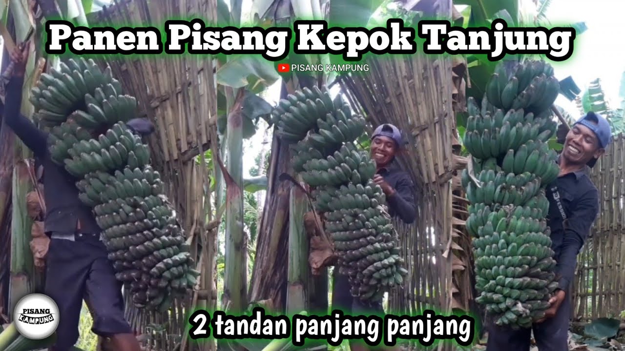 Panen pisang kepok tanjung