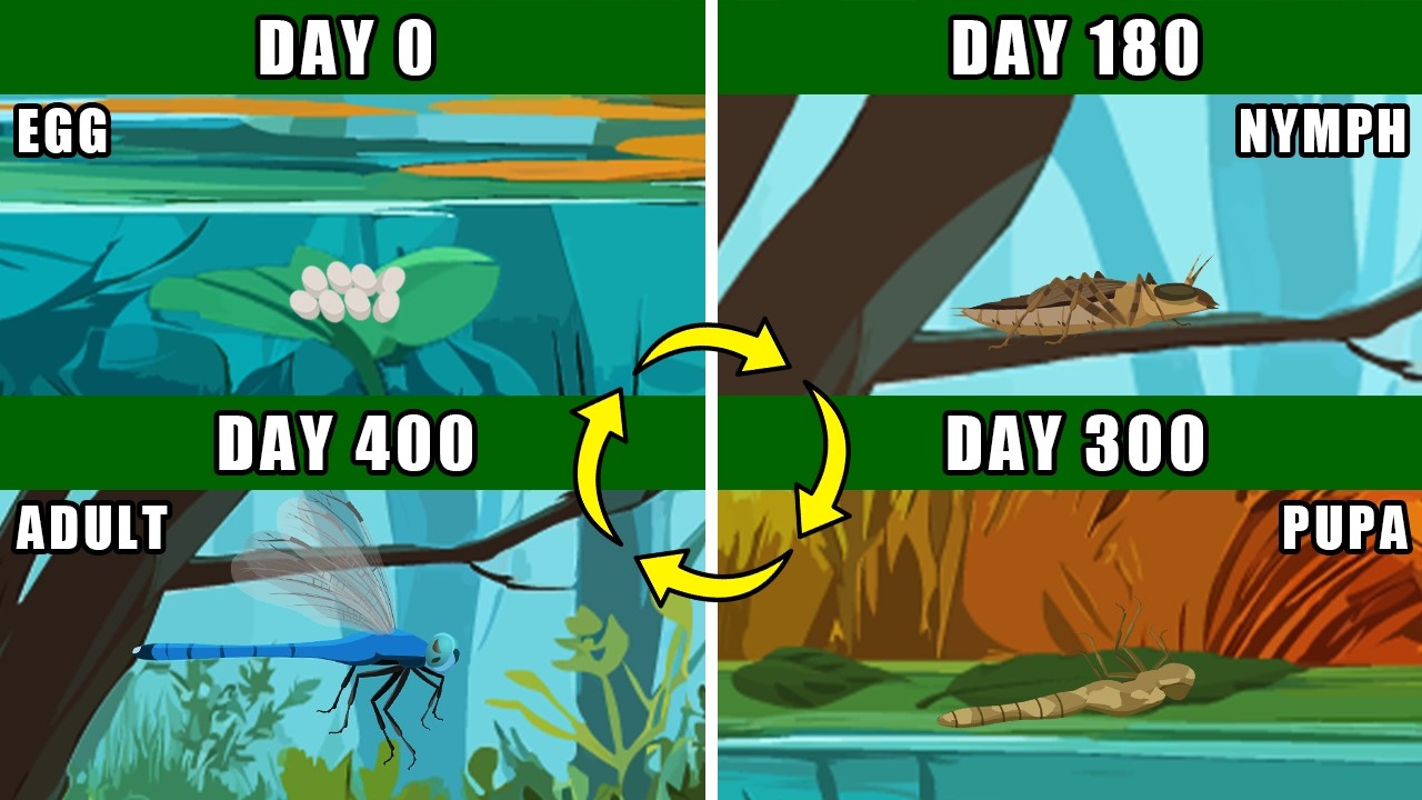 Blue Dasher Dragonfly Life Cycle Metamorphosis