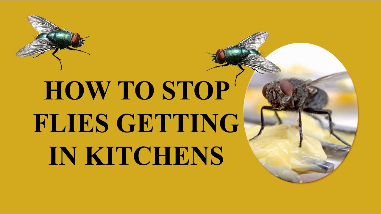 Conquer Cross Contamination: Expert Strategies to Eliminate Kitchen Flies