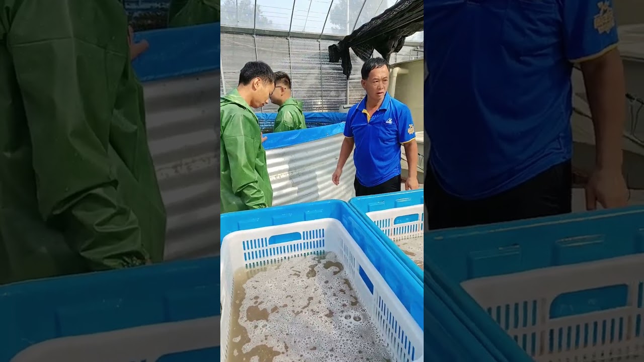 Fish FARMING Catching Harvesting  #fishing #farming #fish #familyfarm #fishfamily #aquaculture