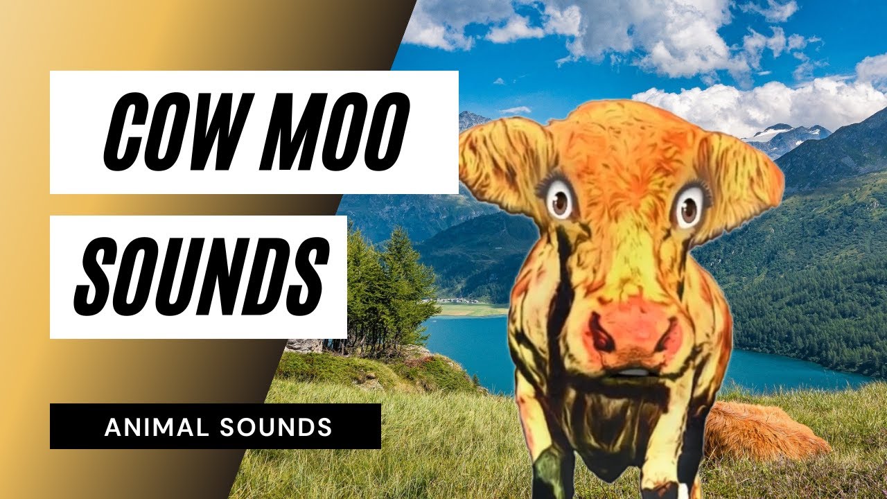 Cow Moo Sounds - the animal sounds: how cow moo / sound effect / animation