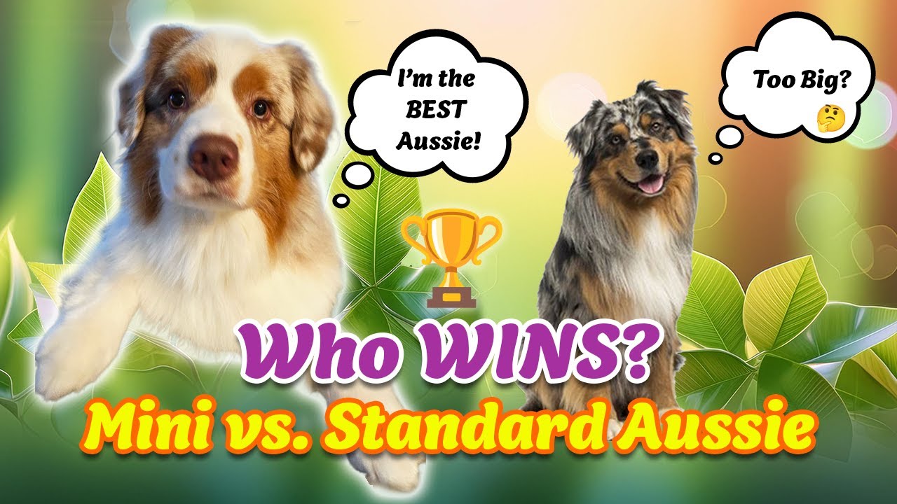 🐾 Mini vs. Standard Aussie &ndash; Who Wins? 🐶