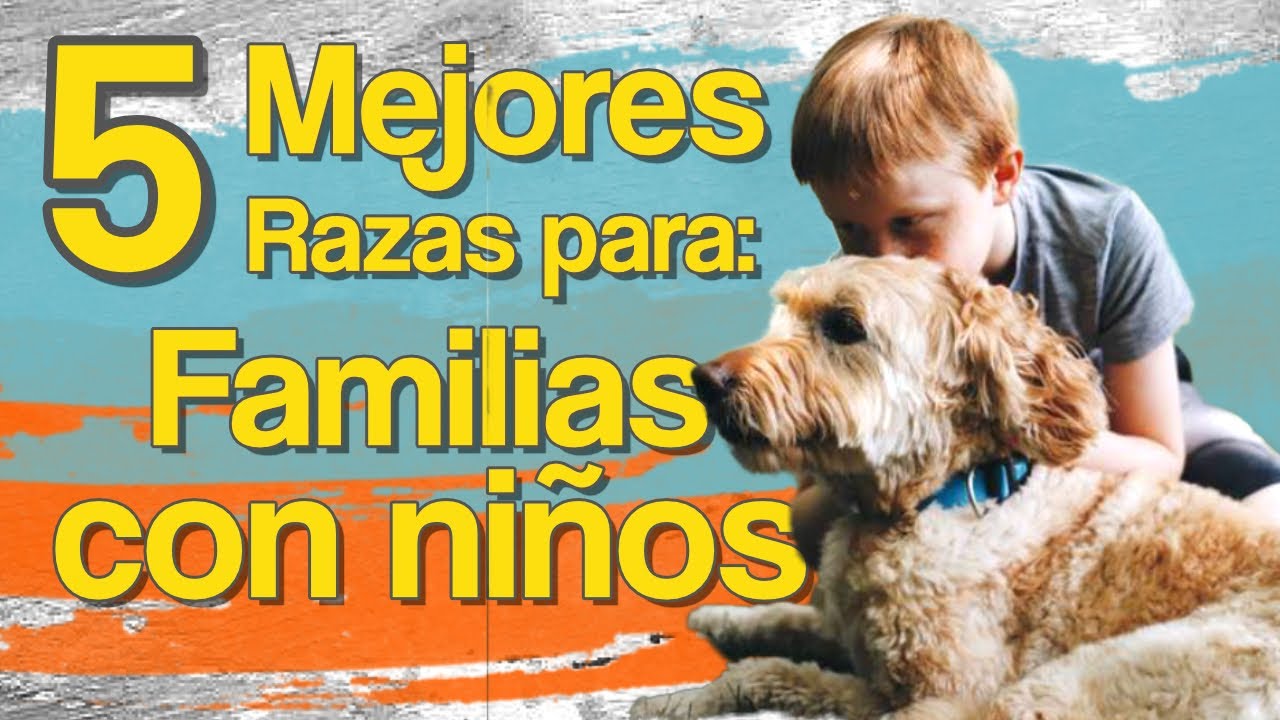 Las 5 mejores razas para familias con niños pequeños (y por qué se adaptan mejor)