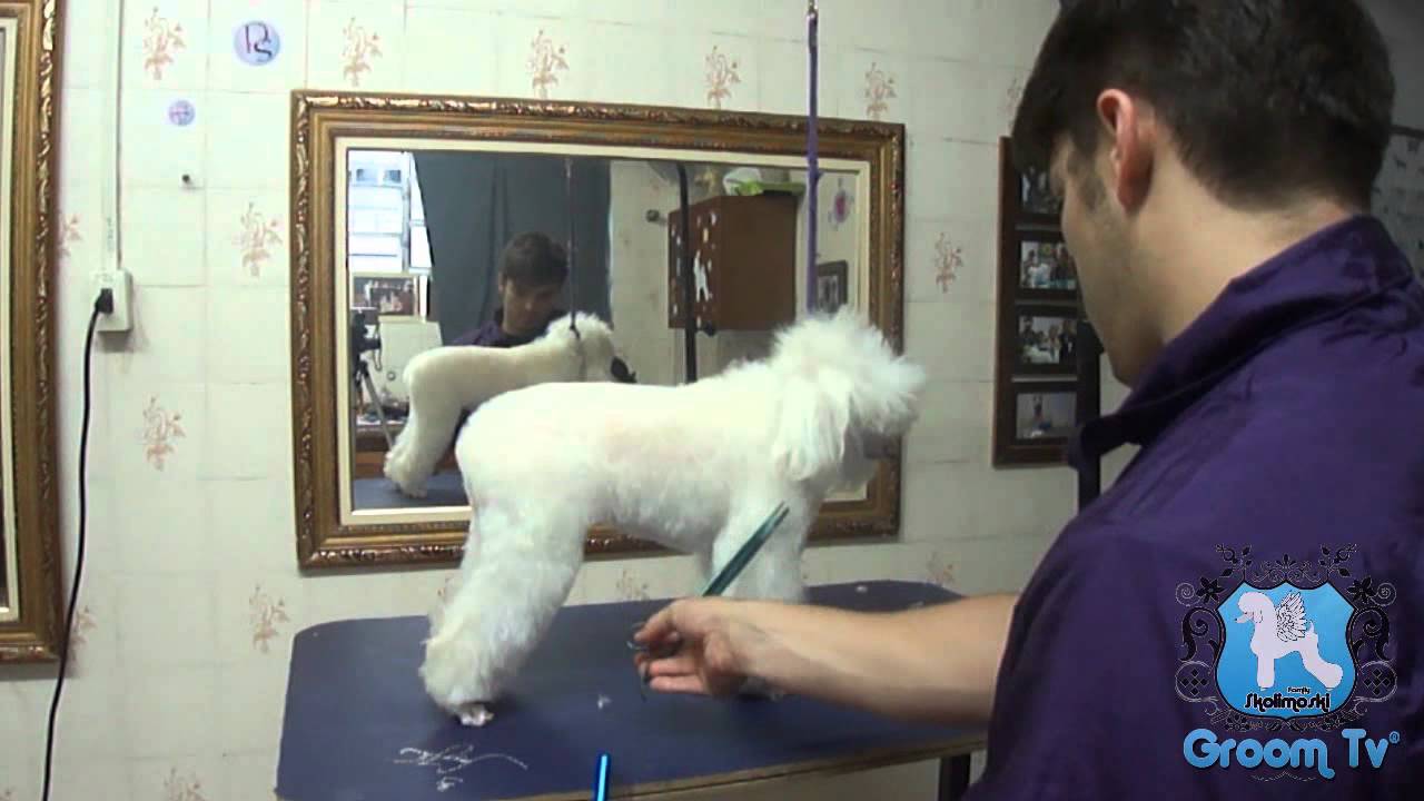 Groom Tv Br - Tosa à tesoura em Poodle - Johnatan Skolimoski - HD #59