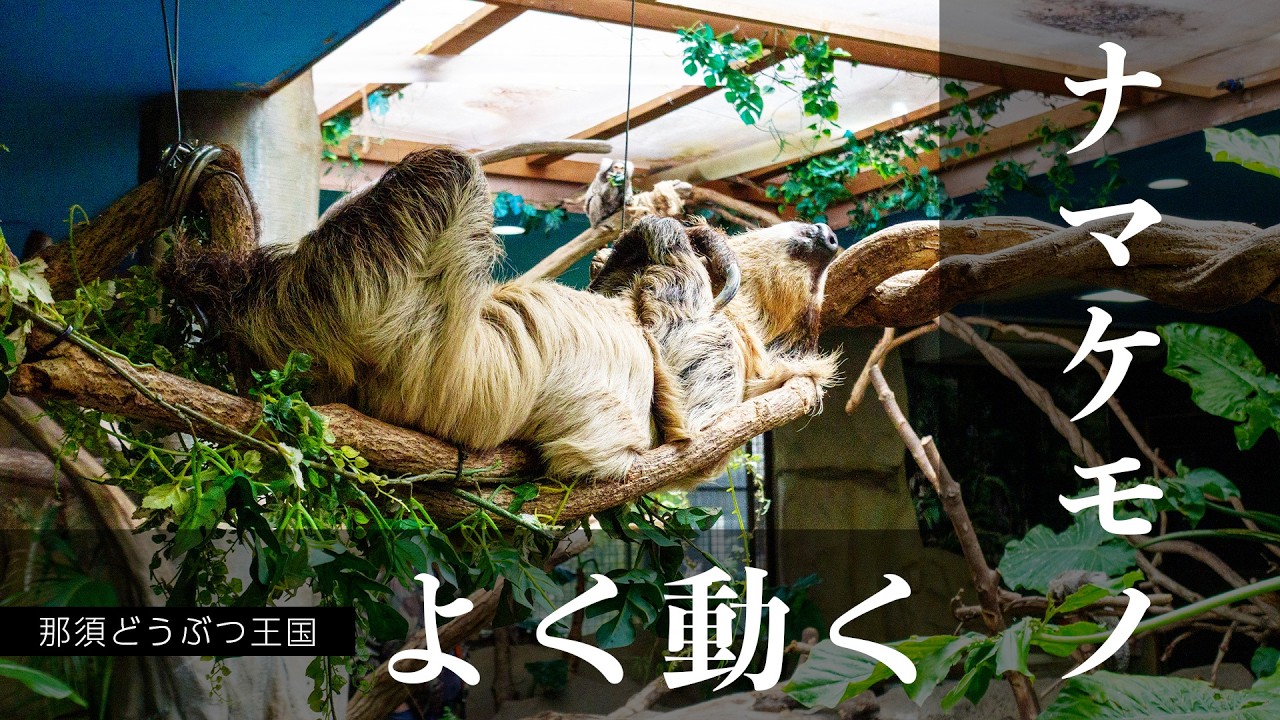 よく動くナマケモノさん【那須どうぶつ王国】Linnaeus's two-toed sloth