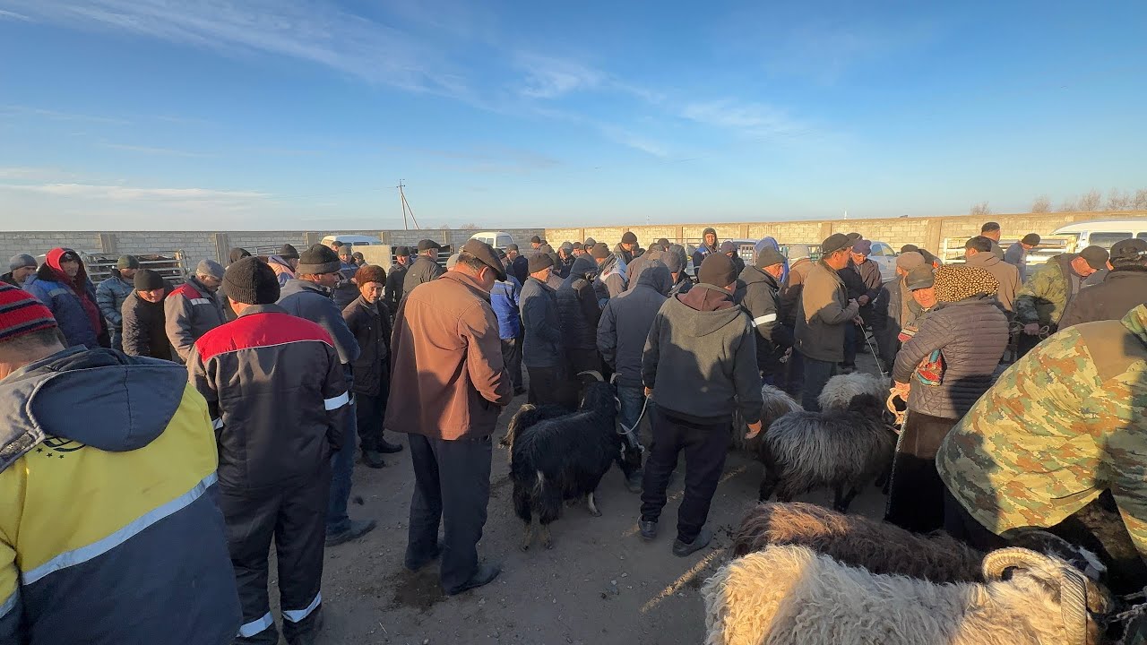 АБАЙ ЭМКАДУС КУЙ БОЗОР НАРХЛАР
