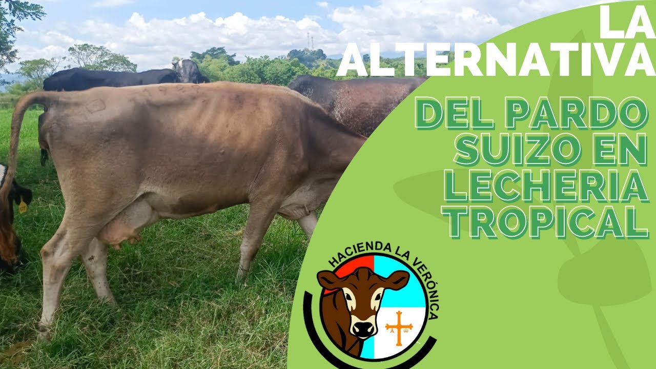 LA ALTERNATIVA DEL PARDO  SUIZO PARA LA GANADERÍA TROPICAL