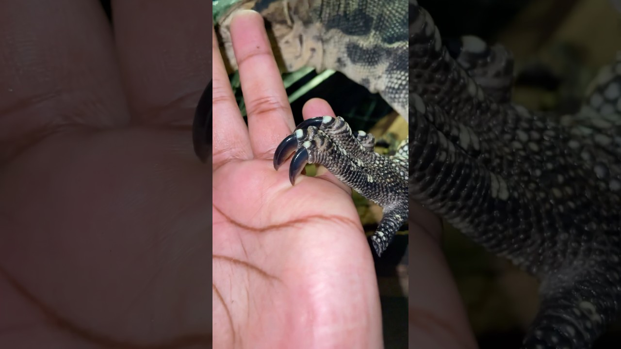 Raptor claws