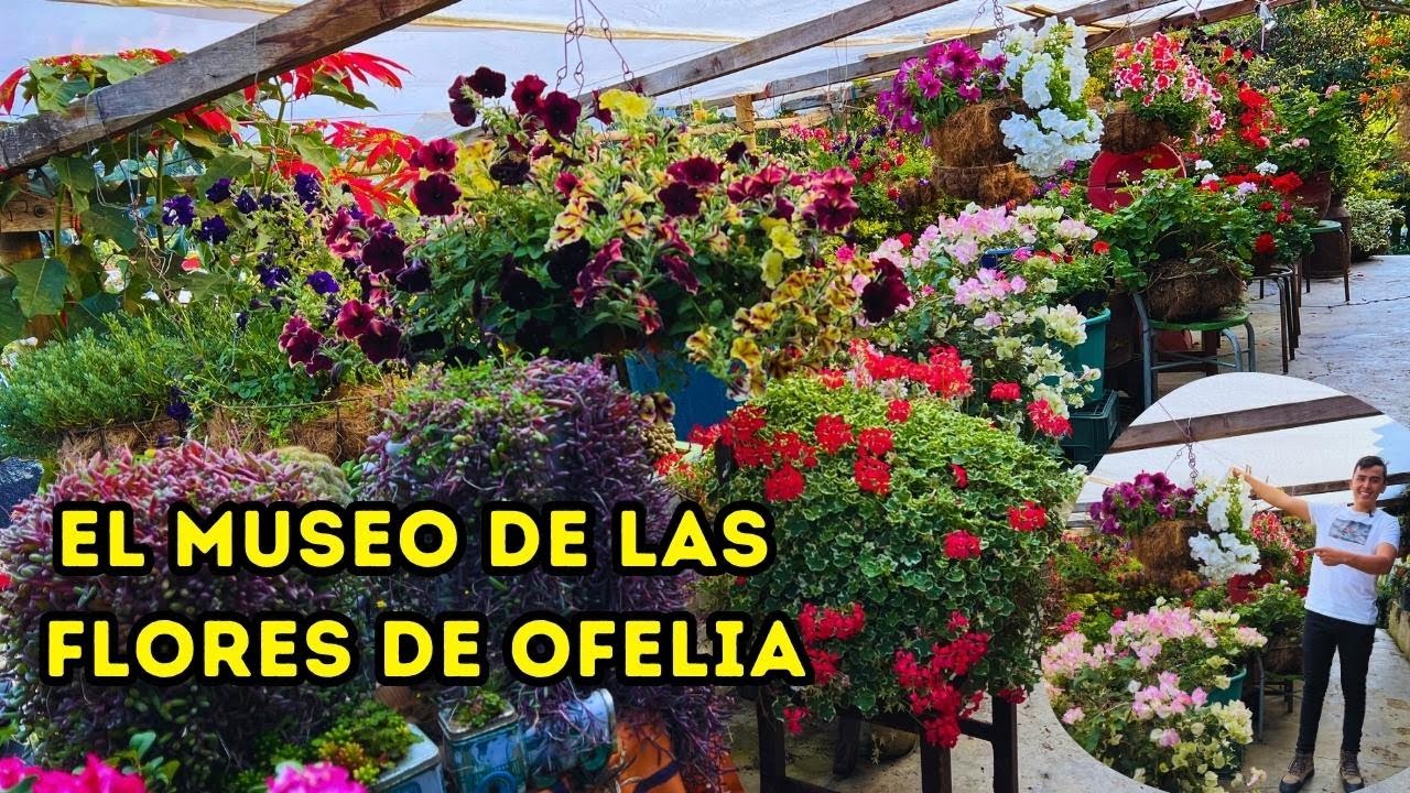 Tour por el hermoso jardín de doña Ofelia: 