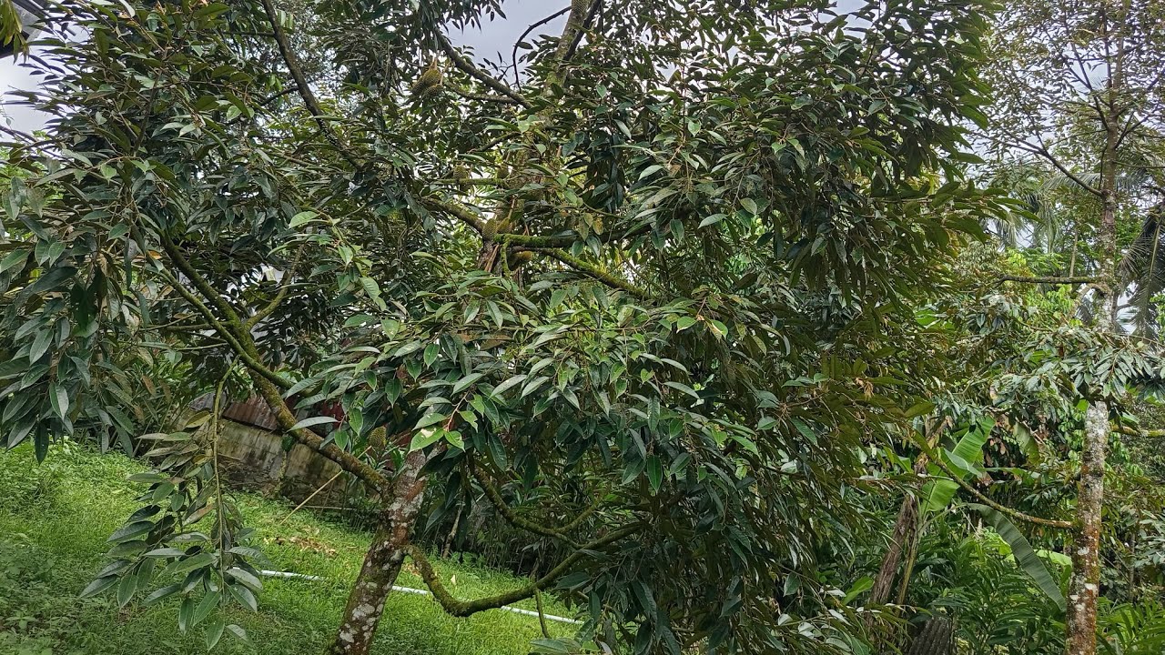 Pohon durian bawor 3,5th. Beda perawatan beda hasilnya.. 