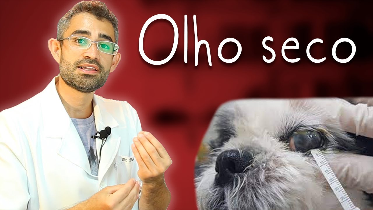 Ceratoconjuntivite seca CCS canina | Dica Veterinária #93
