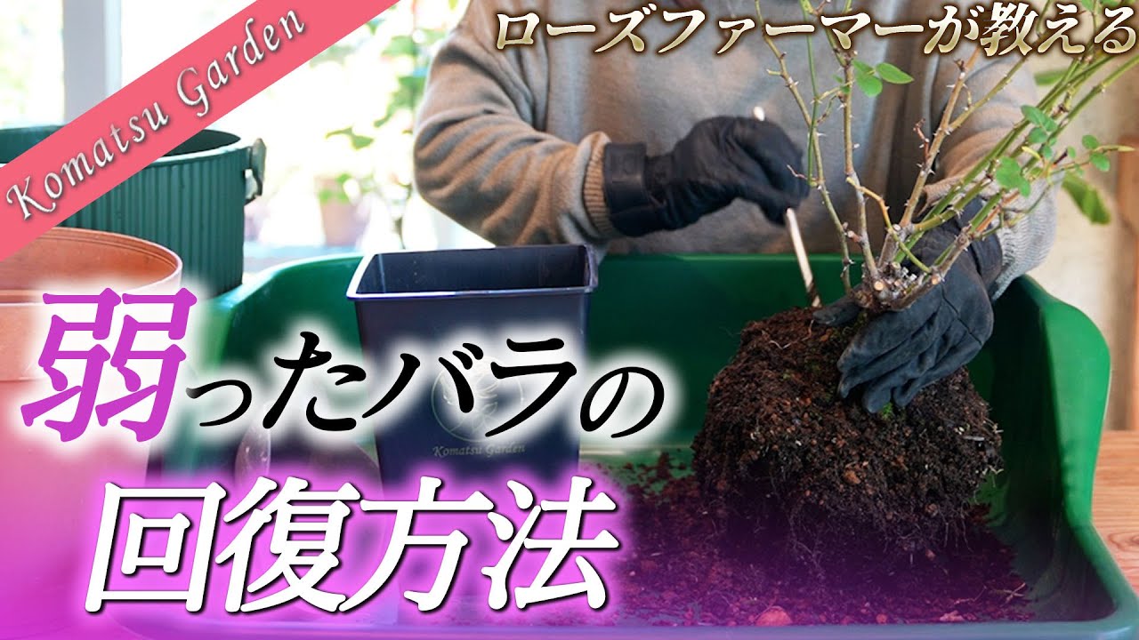 【バラの基本知識】弱った鉢植えの回復方法