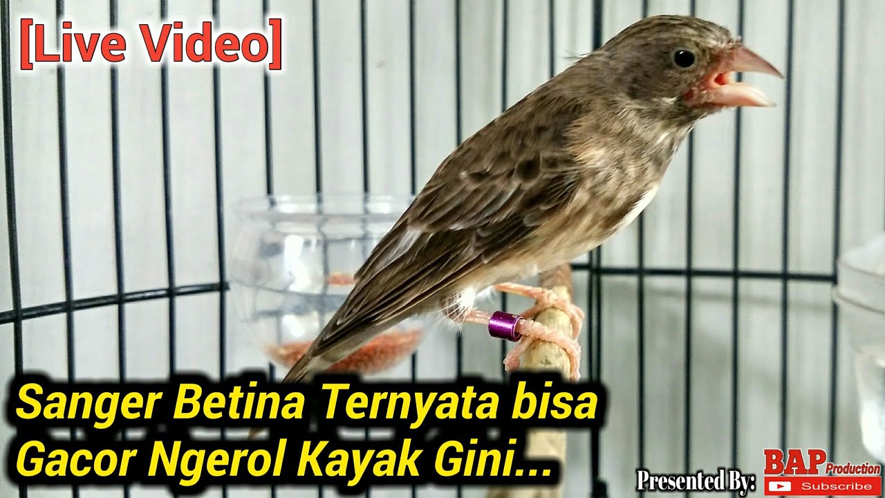 SANGER BETINA NGEROL