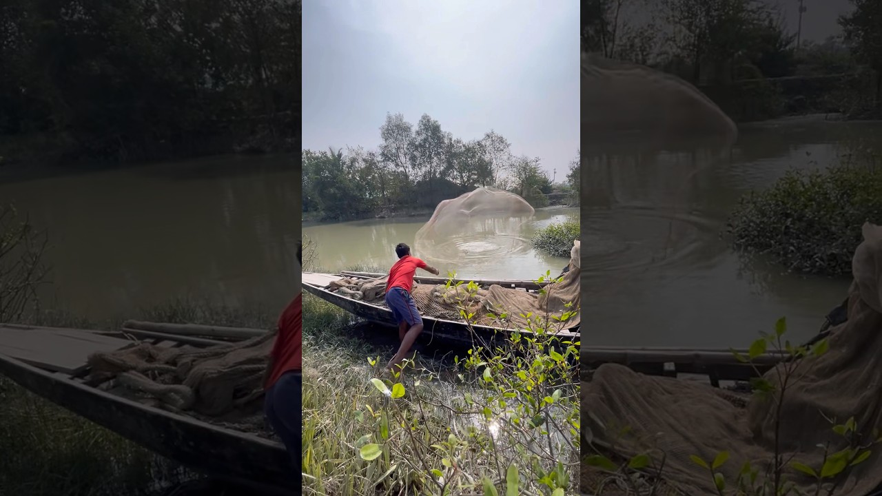 Big Catch! Huge Amount of Fish Caught in One Cast. #BigCatch #HugeFish #Fisherman #OneCast #FishLove