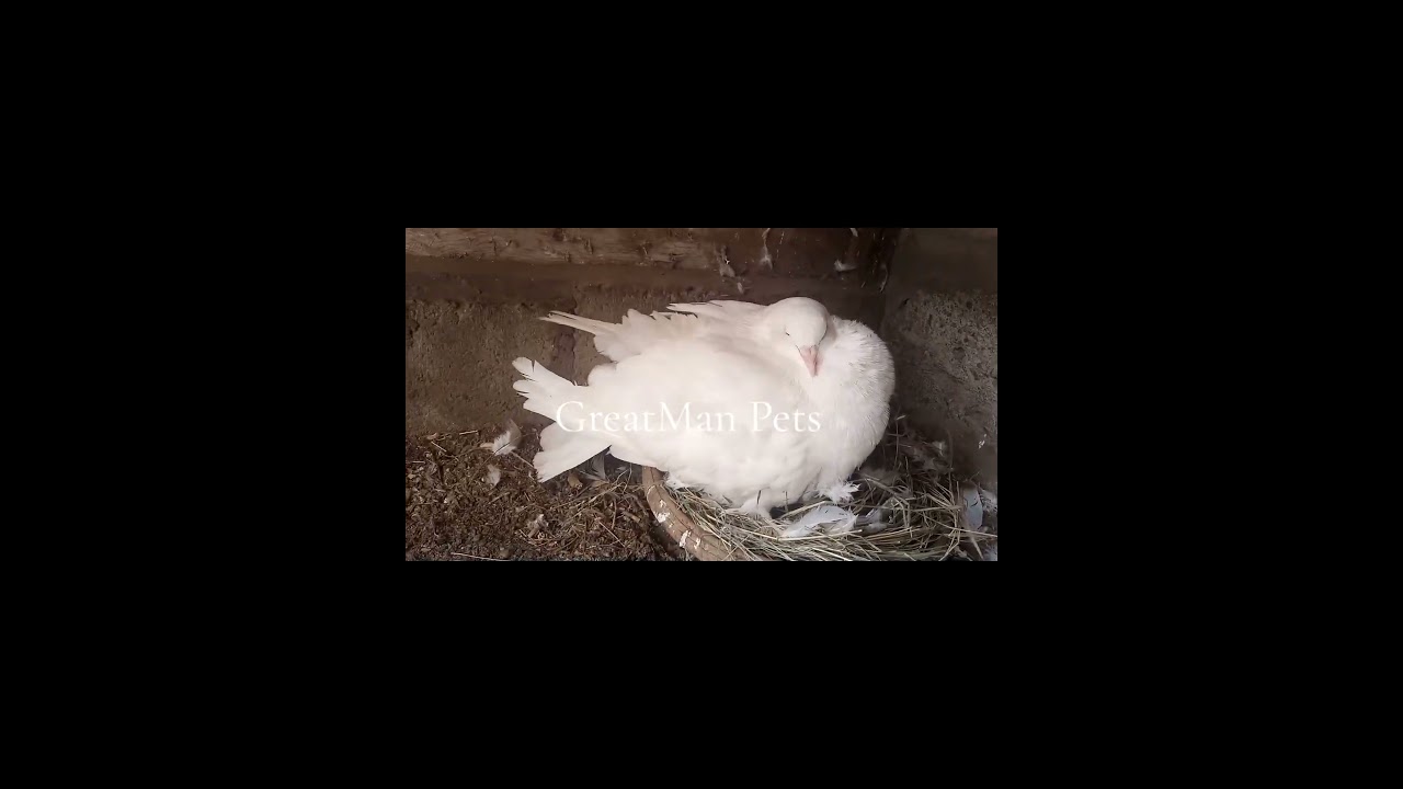 #White standardsize French mondain pigeons #utilitypigeons #West Africa #accraghana #birds #kabootar