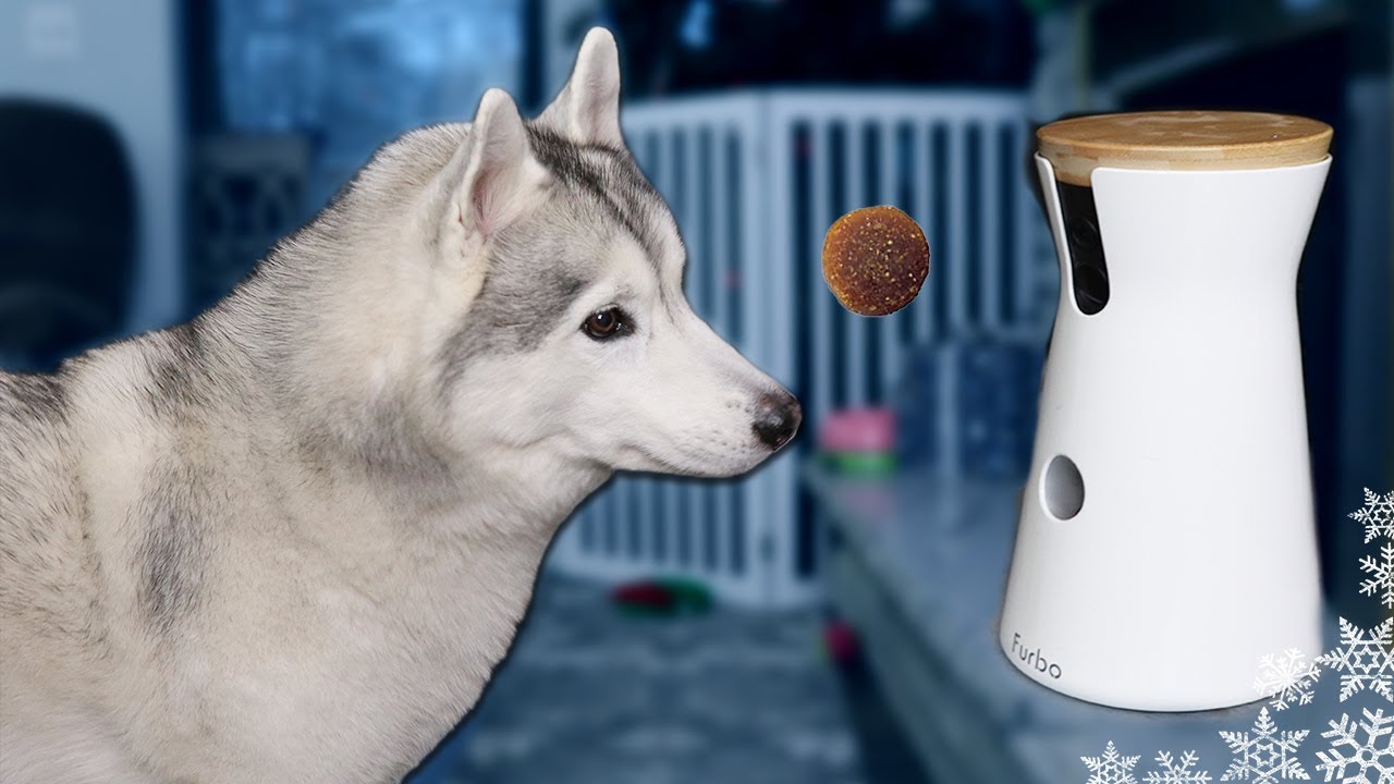 My Dog Reacts to the Treat Tossing Furbo Dog Camera With Husky Howls