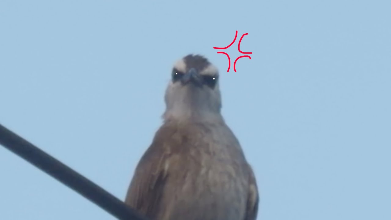 Yellow-vented bulbul call sound like a DOG!!!
