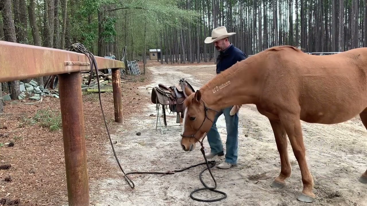 Horsemanship, how every session should end.