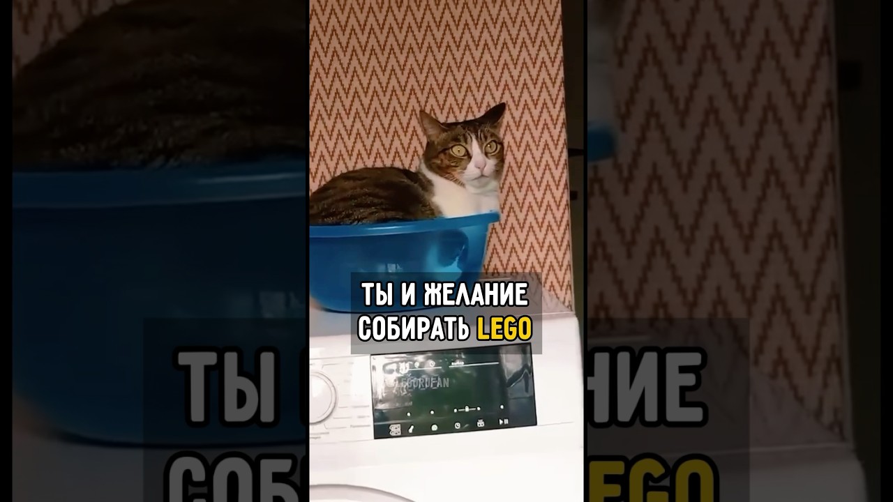 Важно Расставить Приоритеты 😃😂 