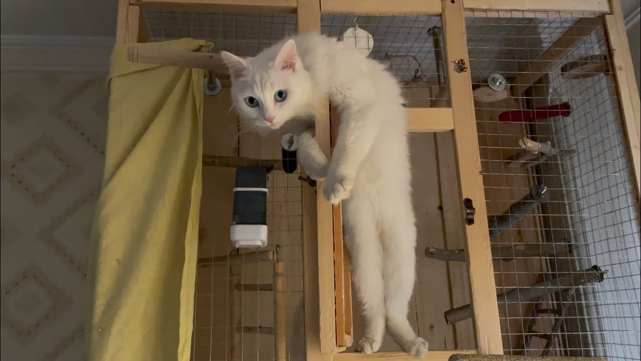 Deaf Cat Identifies as a Bird