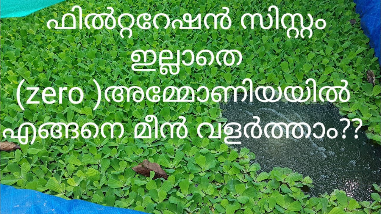 ഫിൽട്രേഷൻ സിസ്റ്റം ഇല്ലാതെ (zero )ammonia എങ്ങനെ മത്സ്യക്കൃഷി  ചെയ്യാം?