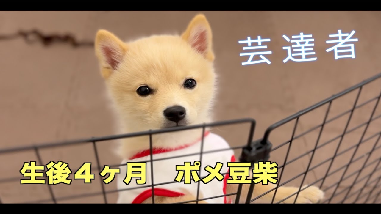 【芸炸裂】生後４ヶ月の仔犬が芸達者すぎた（泣）