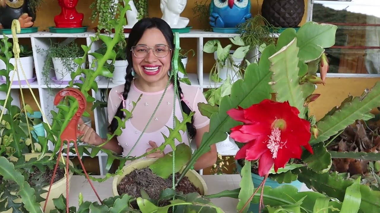 El impresionante progreso de mis CACTUS DEL BOSQUE y todo sobre sus cuidados │ Candy Bu