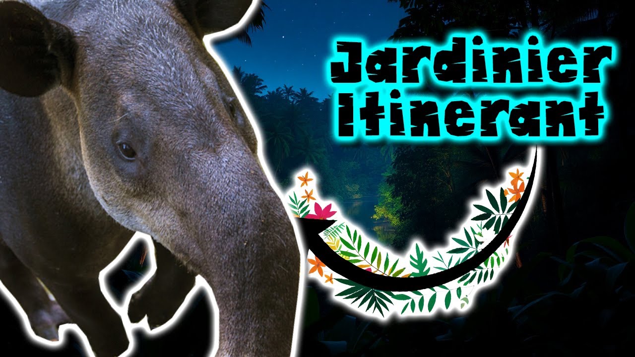 Tapir | Documentaire Animalier