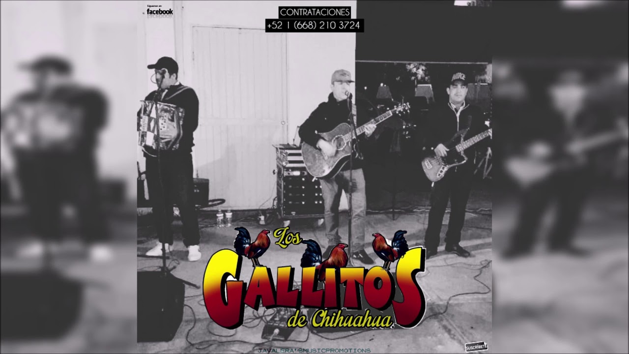 Los Gallitos De Chihuahua .- En Vivo Desde La Sierra 2019 (DISCO COMPLETO)