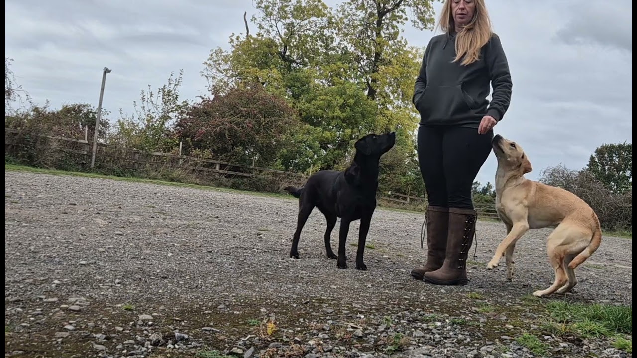 Heel Work training 2 dogs