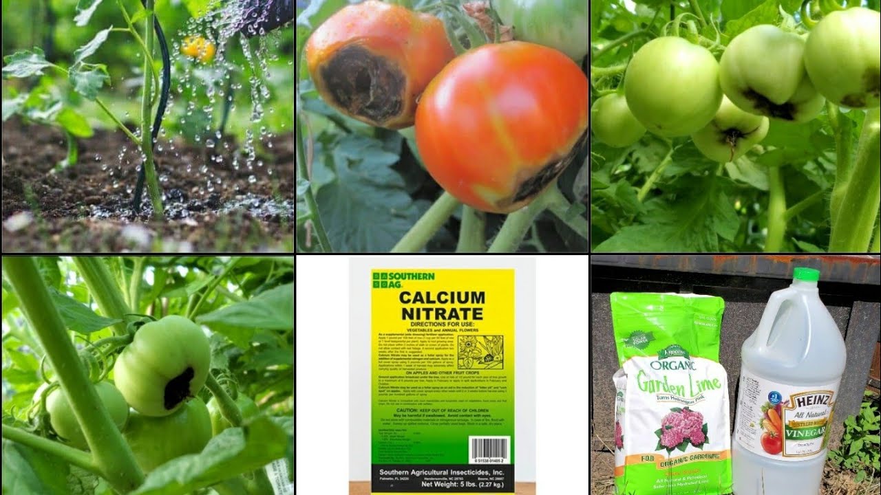 Tomatoes Blossom End Rot: Identification, Control and Prevention, and Emergency Treatment with Lime!