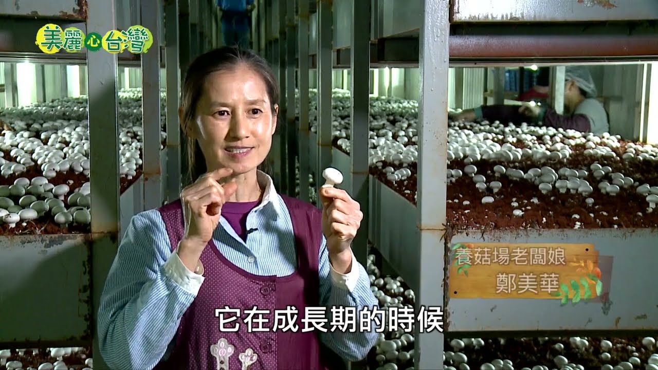 【雲林水林】 挑戰有機洋菇 楊翔喻不計得失 全家打拼｜有機無毒｜256｜#美麗心台灣