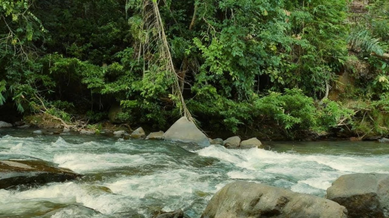 Serene Forest River Sounds 🌿 Nature White Noise for Calm