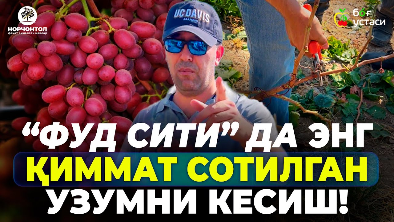 УЗУМЛАРГА ТЎҒРИ ШАКЛ БЕРИШ! | ШУҲРАТ АБРОРОВ #shuhratabrorov #uzum #uzumchilik #uzumeksport