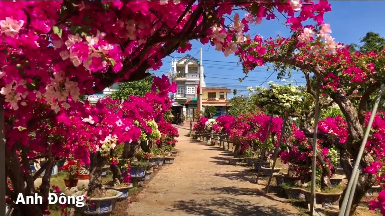 Vườn hoa giấy bậc nhất bình định