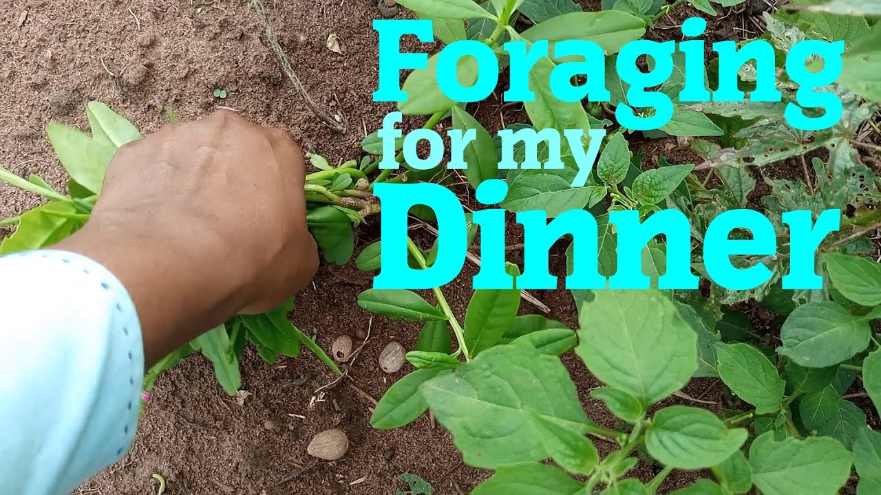 Foraging For My Dinner In Semi-Wild Forest & Farms