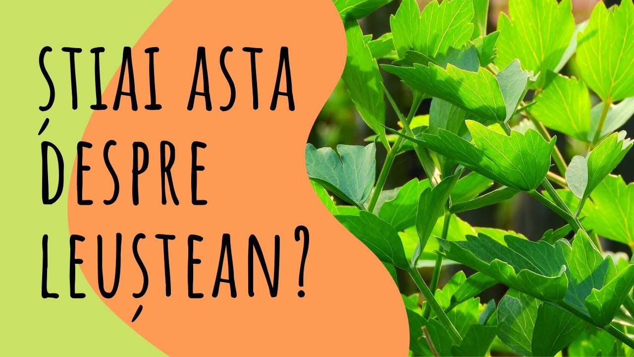 Proprietatile si beneficiile Leusteanului | HRANA VIE | SperantaTV