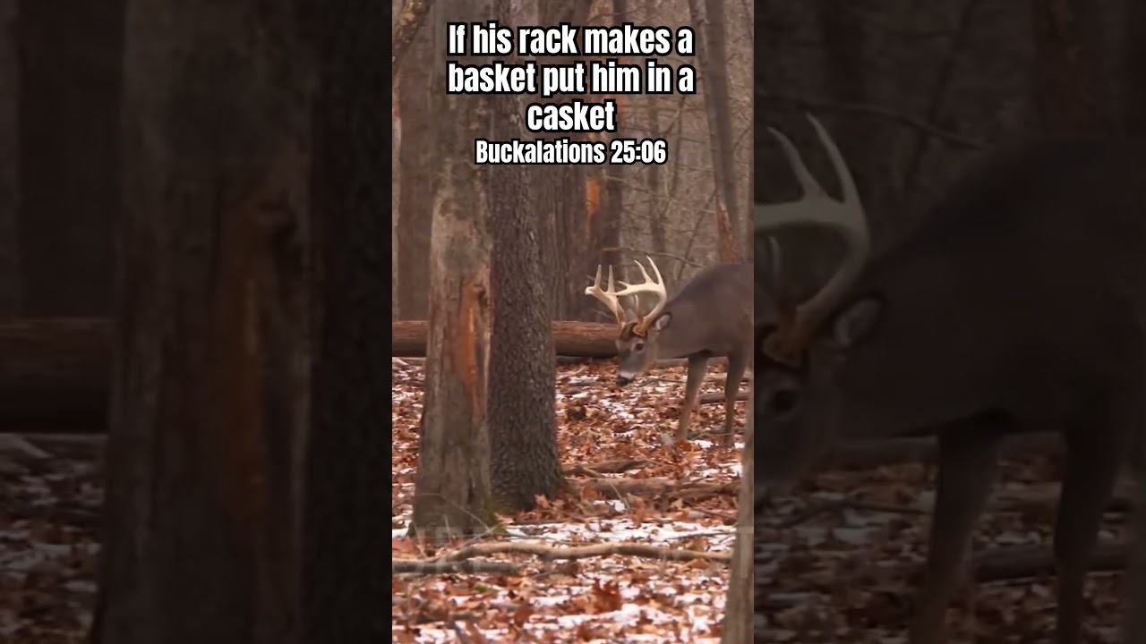 Buckalations 