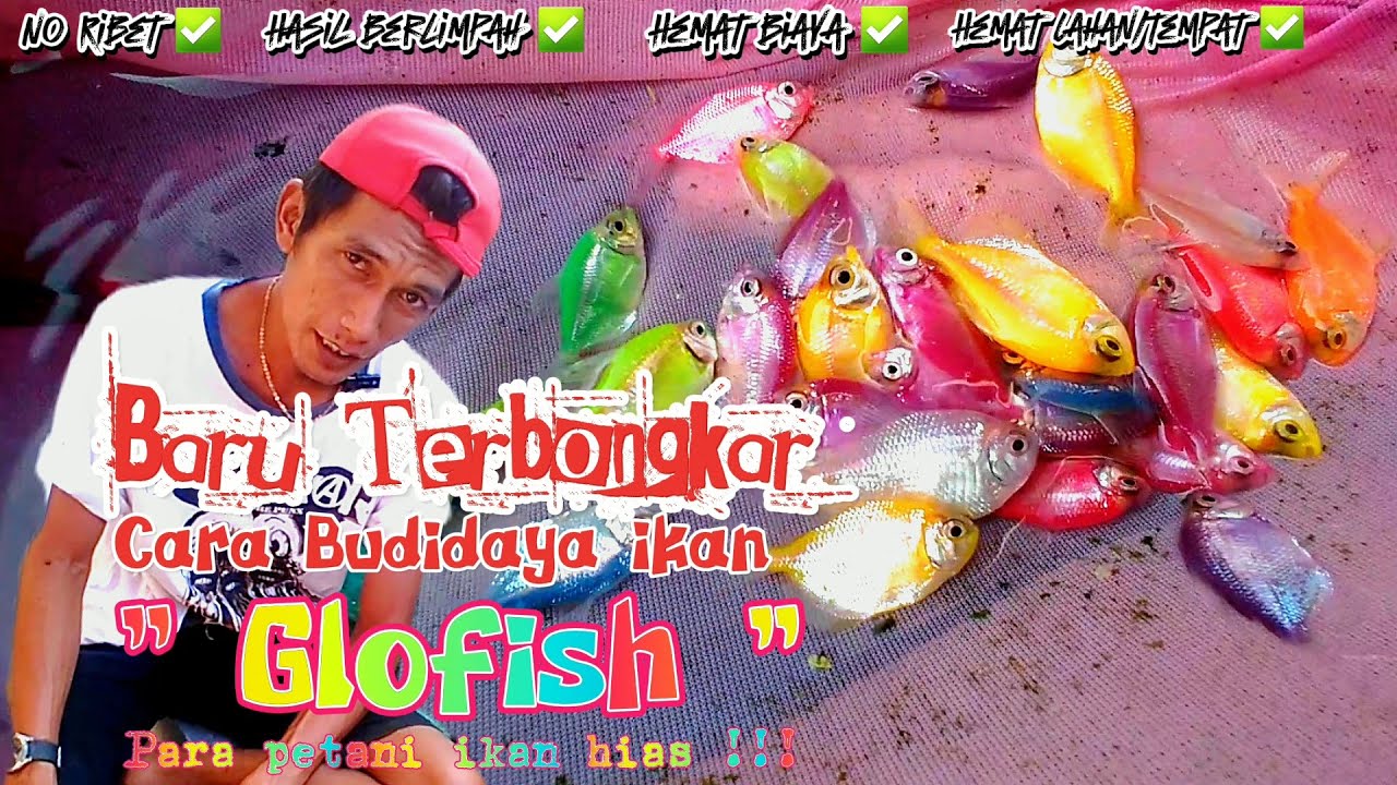 Baru Bongkar   !!! Cara Budidaya Ikan Glofish Tetra Hasil Berlimpah Dan Hemat Biaya