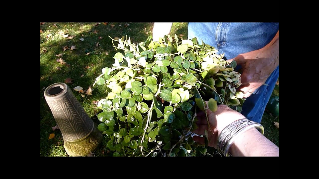 How to Re Pot a Hoya Plant in a Hanging Basket