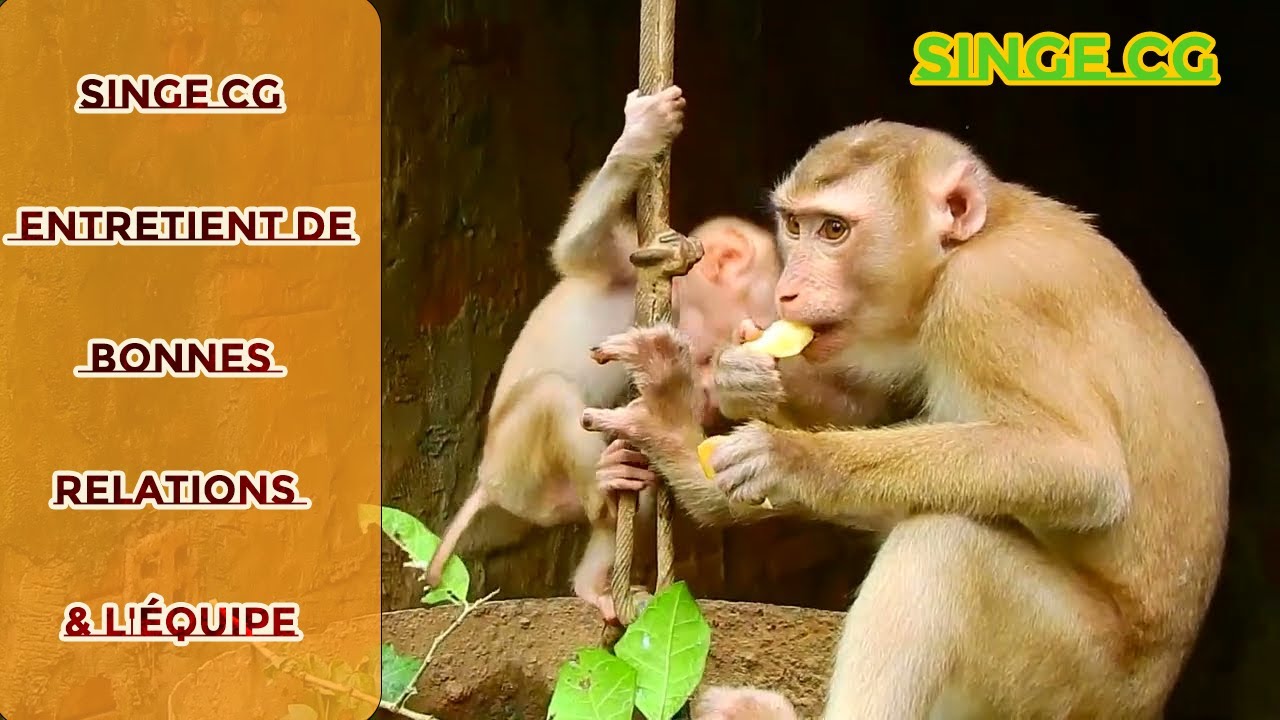 Regarde-le !! il est si joli et heureux, le b&eacute;b&eacute; singe CG entretient de bonnes relations & l'&eacute;quipe.