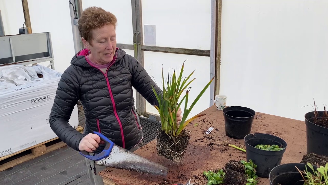 Splitting Plants: More Big Plants
