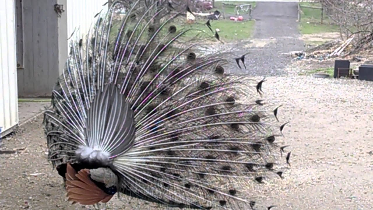 Peacock Mating Dance
