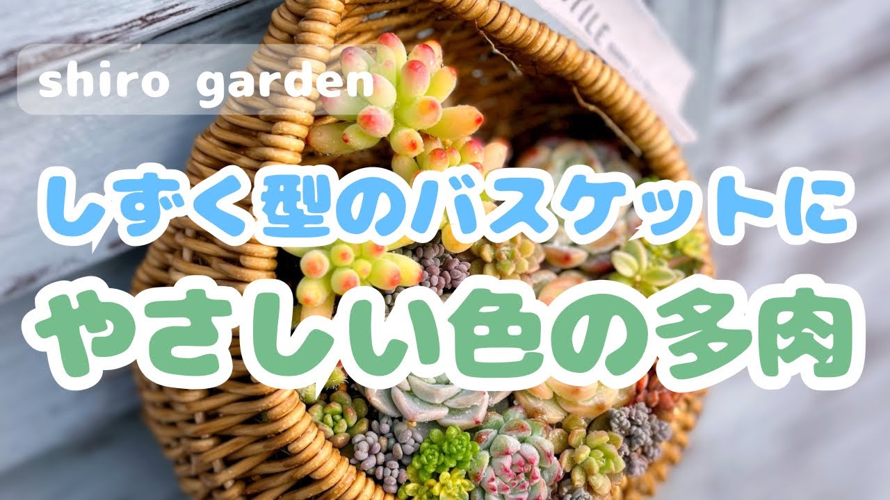 しずく型のバスケットにやさしい色の多肉😊✨