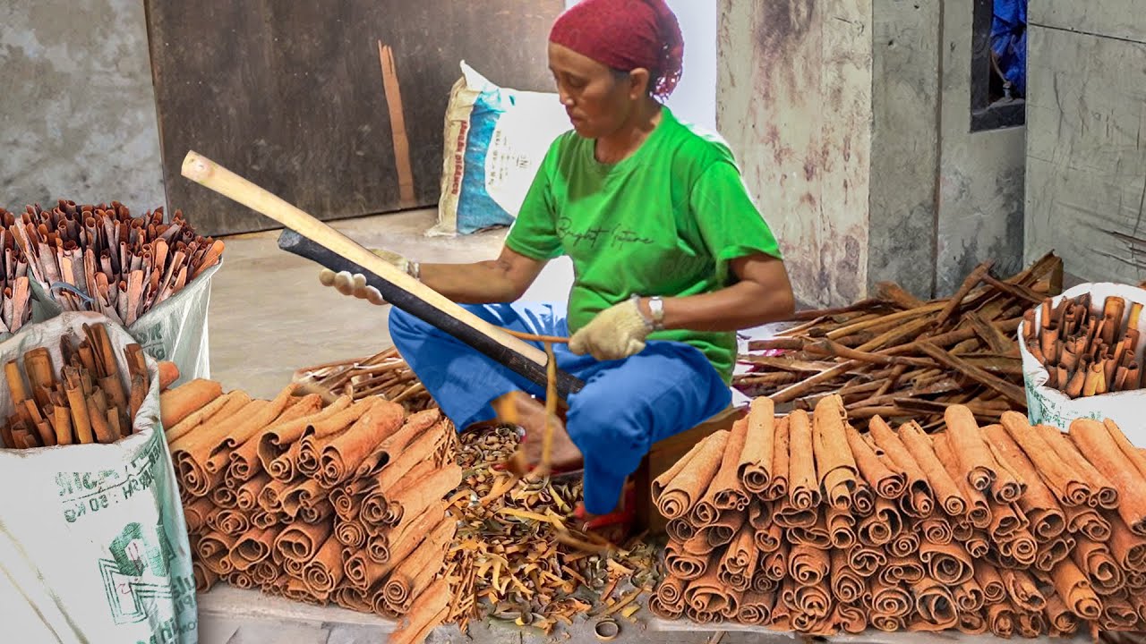 How They Harvest Tons of Expensive Cinnamon by Hand