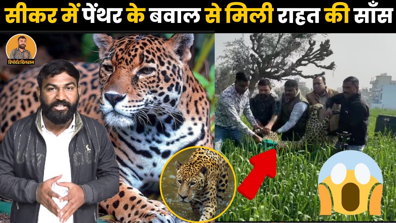 सीकर में 24 घंटे की कड़ी मशक्कत के बाद पकड़ा पेंथर देखें वीडियो ~ Sikar News latest