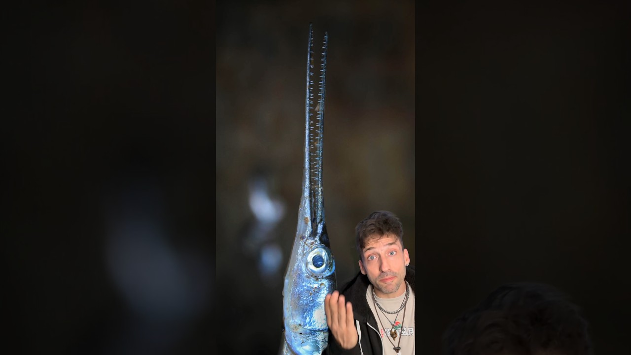 I&rsquo;d like you to meet the Needlefish 👀 #needlefish