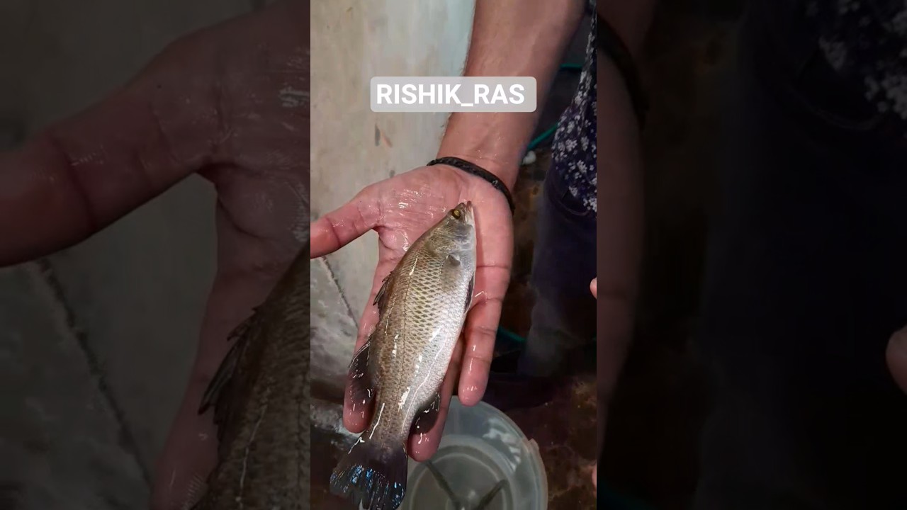 6' Seabass ,Advanced fingerling in RAS 