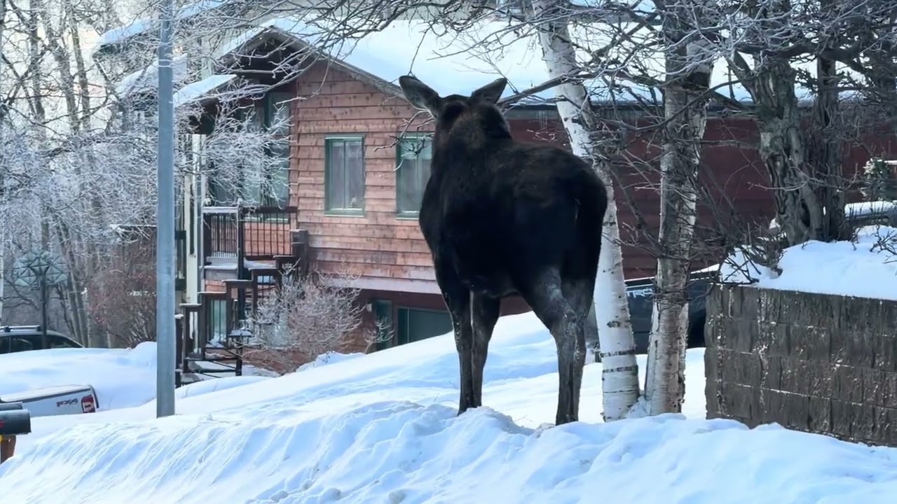 Alaska Moose Enjoys Sunrise Breakfast of Frosted Flakes - OK Correct That - Frosted Tree Limbs 